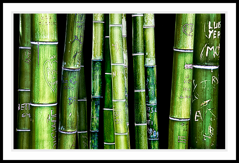 Stalks of bamboo with carvings.